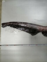 ミツクリザメ　170cm 　17kg　本土送料4480円　標本用　剥製用　素材　深海魚　海水魚　冷凍発送　希少　激レア_画像8