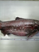 ミツクリザメ　170cm 　17kg　本土送料4480円　標本用　剥製用　素材　深海魚　海水魚　冷凍発送　希少　激レア_画像7