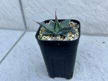 アガベ モンタナ 実生 Agave 多肉植物 _画像1