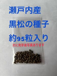 松の種(種子)兵庫県産　約95個１袋　その6