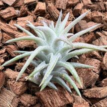 Tillandsia ionantha var. vanhyningii ‘jumbo’ チランジア イオナンタ バンハイニンギー ジャンボ ティランジア_画像3