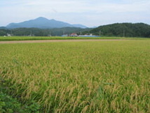 年に一度の限定酒 五郎八 にごり酒 菊水酒造(新潟県)720ml×2本_画像4