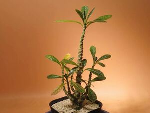 46 Dorstenia gigas ドルステニア ギガス サボテン 多肉植物 塊根　コーデックス 塊茎