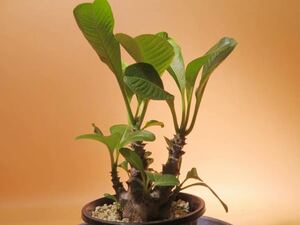 49 Pachypodium windsorii 実生 4年生 パキポディウム ウィンゾリー サボテン 多肉植物 塊根　コーデックス 塊茎