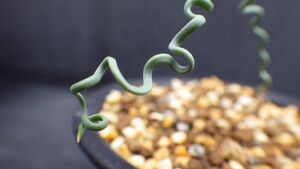 多肉植物　トラキアンドラ　トルチリス　冬型球根植物　ケープバルブ　波波の葉っぱ　珍品　3