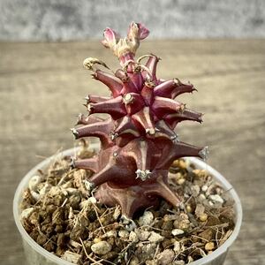 モナデニウム・タンザニアレッド② (Monadenium sp. ‘Tanzania Red’) /紫シューベイ ユーフォルビア