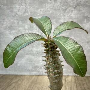 パキポディウム・バロニー① (Pachypodium baronii var.baronii )/塊根植物 コーデックス