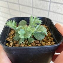 カロリヘンリキ　ペラルゴニウム　実生　開花実績あり　カロリ　ヘンリキ　塊根植物 多肉植物 _画像5