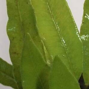 ヘラシダ（シダ植物）（小サイズ）の画像3