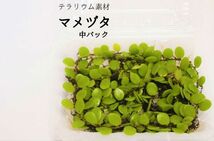 マメヅタ（中パック）（シダ植物）　　パルダリウム、ビバリウム、苔テラリウム等_画像1