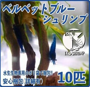 [TK shrimp ]( takkyubin (home delivery service) delivery free shipping ) bell bed blue shrimp 10 pcs ( for searching mi Nami freshwater prawn Cherry shrimp me Dakar goldfish )