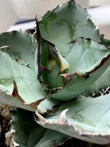 [ super special selection carefuly selected ] future have . stock agave chitanotaBB black and blue . leaf shape short leaf a little over . ultimate beautiful finest quality stock 2