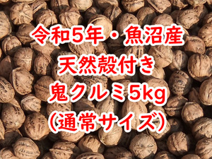 令和5年★新潟・魚沼産★天然殻付き鬼クルミ★5kg★通常サイズ★国産鬼胡桃