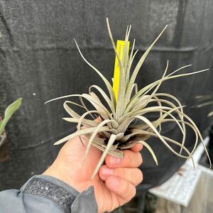 brome задний коллекция Tillandsia zacapanensis