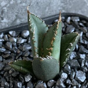 【D825】在庫わずか！！【超希少 チタノタ】極上強棘選抜！ アガベ チタノタ Fo 076 Agave titanota