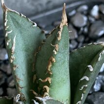 【D825】在庫わずか！！【超希少 チタノタ】極上強棘選抜！ アガベ チタノタ Fo 076 Agave titanota_画像4