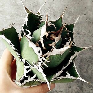 【IR2011】【SS級極上血統！イラン産！アガベ チタノタ タランチュラ 子株 ！】Agave titanota ' Tarantula '