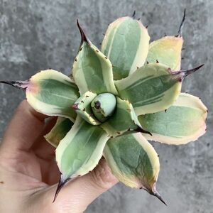 【IR2200】【人気品種！！】 アガベ アプラナタ クリームスパイク Agave applaanata Cream Spike