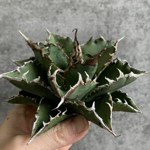 【D932】現品SS級極上！！ 【超希少品種！】アガベ チタノタ バラクーダ Agave titanota”barracuda”