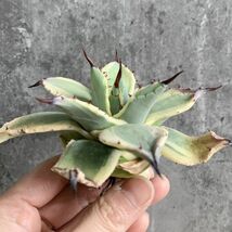 【IR2206】イラン産！！【人気品種！！】 アガベ アプラナタ クリームスパイク Agave applaanata Cream Spike_画像3