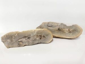 3/ 古代魚 化石 魚の化石 ラコレピス 標本 置物 　/NY-1338