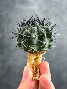 3 Eriosyce paucicostata エリオシケ パウキコスタータ ( コピアポアと同じ自生地 チリ原産の黒刺が魅力的な美サボテン 塊根植物 多肉植物