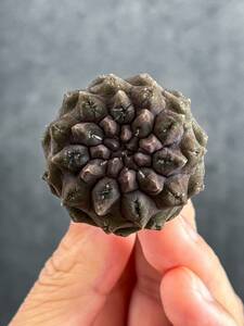 2 Eriosyce occulta 雷頭玉 エリオシケ オクルタ ( コピアポアと同じ自生地 チリ原産の黒紫肌の美種 サボテン 塊根植物