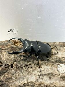 【ISHI_KUWA】 ネパレンシス ネパールコクワガタ 2♂4♀セット ♂①66mm、②62.5mm ♀①41.7mm、②40.8mm、③38.5mm、④37.3mm