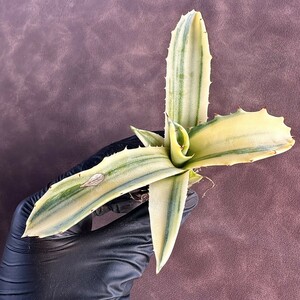 【Lj_plants】325 多肉植物アガベ フェロックス錦 黄覆輪斑 縞斑 極上斑です 極上美株