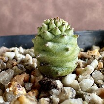 【Lj_plants】351「実生」ユーフォルビア グロブリカウリス/Euphorbia globulicaulis 厳選株 塊根植物 希少株 _画像2