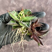 【Lj_plants】482 アガベ チタノタ シーザー super caesar 極上美株 付子株同梱 /無限に芽が生える確率がある_画像2