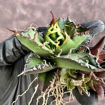 【Lj_plants】482 アガベ チタノタ シーザー super caesar 極上美株 付子株同梱 /無限に芽が生える確率がある_画像1