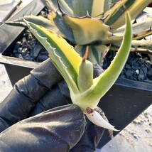 【Lj_plants】540 多肉植物 アガベ　パラサナ　インプレッショニスト極上斑入り 陰陽錦 極上子株1株_画像5