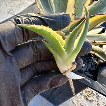 【Lj_plants】540 多肉植物 アガベ　パラサナ　インプレッショニスト極上斑入り 陰陽錦 極上子株1株_画像6