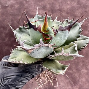 【Lj_plants】581 アガベ チタノタ 狂戦士 Agave titanota 狂刺 厳選極上株