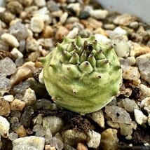 【Lj_plants】614「実生」ユーフォルビア グロブリカウリス/Euphorbia globulicaulis 厳選株 塊根植物 希少株 _画像3