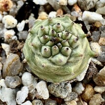 【Lj_plants】614「実生」ユーフォルビア グロブリカウリス/Euphorbia globulicaulis 厳選株 塊根植物 希少株 _画像7