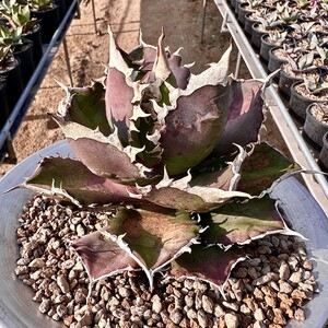 【Lj_plants】717 アガベ チタノタ 金剛 優良な血統 agave kingkong 極上子株