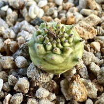 【Lj_plants】766「実生」ユーフォルビア グロブリカウリス/Euphorbia globulicaulis 厳選株 塊根植物 希少株 _画像3