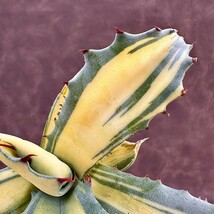 【Lj_plants】 911 多肉植物アガベ フェロックス錦 鮮明錦 黄中斑 縞斑 極上美株_画像7
