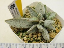 ■[Y188]marianae Clanwilliam #3 　 クランウィリアム　ヤマト運輸 【多肉植物　Adromischus　アドロミスクス】_画像4