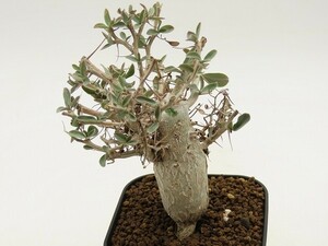 ■[Y145]columnaris コルムナリス　観峰玉　実生苗　ヤマト運輸 【多肉植物　Fouquieria　フォークイエリア】