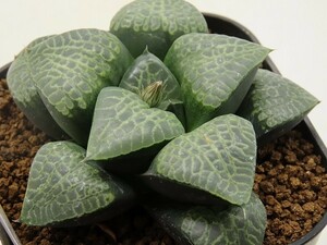 ■[Y109]N水晶×唐草獅子　実生　未繁殖　ヤマト運輸 【多肉植物　Haworthia　ハオルチア　ハオルシア】