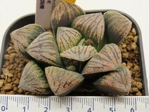 ■[Y092]小町×雪黒砂糖　ヤマト運輸 【多肉植物　Haworthia　ハオルチア　ハオルシア】_画像2