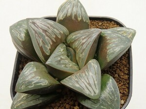 ■[Y087]Dark Storm ダークストーム　ヤマト運輸 【多肉植物　Haworthia　ハオルチア　ハオルシア】