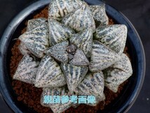 ■[Y082]雪景色　ヤマト運輸 【多肉植物　Haworthia　ハオルチア　ハオルシア】_画像3