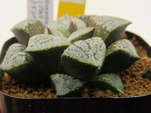 ■[Y064]パルテノンA×インペリアル　実生　未繁殖　ヤマト運輸 【多肉植物　Haworthia　ハオルチア　ハオルシア】_画像3