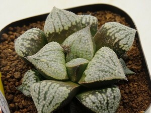 ■[Y064]パルテノンA×インペリアル　実生　未繁殖　ヤマト運輸 【多肉植物　Haworthia　ハオルチア　ハオルシア】