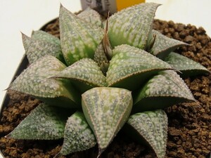 ■[Y049]古都姫葵F2×ティファニー実生　実生　未繁殖　ヤマト運輸 【多肉植物　Haworthia　ハオルチア　ハオルシア】