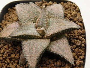 ■[Y015]シルバータランチュラ　ヤマト運輸 【多肉植物　Haworthia　ハオルチア　ハオルシア】